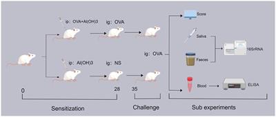 Impact of ovalbumin allergy on oral and gut microbiome dynamics in 6-week-old BALB/c mice